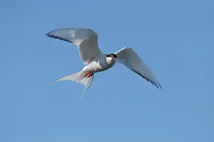 Sterninae Prints: Arctic tern (Sterna paradisaea) in flight against blue sky, Varanger, Norway. July