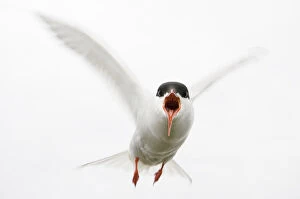 Images Dated 2nd June 2008: Arctic tern (Sterna paradisaea) in flight, calling, Farne Islands, Northumberland