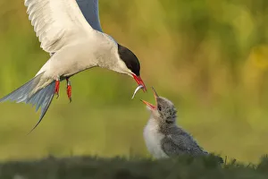 Arctic tern (Sterna paradisaea) in flight with fish in beak for feeding chick, Machias Seal Island