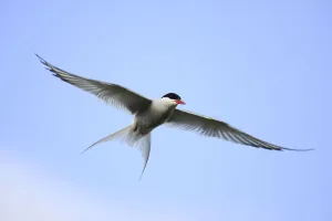 Sterninae Prints: Arctic tern (Sterna paradisaea) in flight over nesting area in meadows near coast