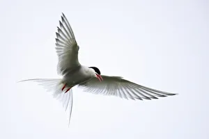 Arctic tern (Sterna paradisaea) in flight over nesting area in meadows near coast, Reykjanes Peninsula, Iceland. July
