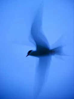 Arctic tern (Sterna paradisaea) in flight at twilight using slow shutter speed to accentuate blur
