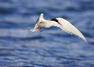 Images Dated 25th June 2009: Arctic tern (Sterna paradisaea) in flight over water, Spitsbergen, Svalbard, Norway
