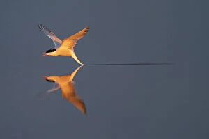 Arctic tern (Sterna paradisaea) flying low over water. Hjalstaviken, Uppland, Sweden