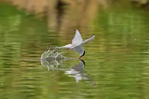 Sterninae Prints: Arctic tern (Sterna paradisaea) flying low over water surface searching for food