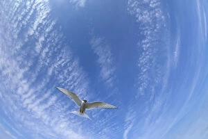 Arctic Tern Gallery: Arctic Tern (Sterna paradisaea) flying overhead. Farne Islands, Northumberland, UK. May