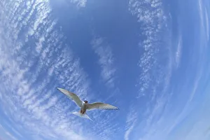 Arctic Tern Gallery: Arctic Tern (Sterna paradisaea) flying overhead. Farne Islands, Northumberland, UK. May