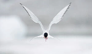 Green Mountains Collection: Arctic Tern (Sterna paradisaea) hovering in flight, June, Iceland. Magic Moments book plate