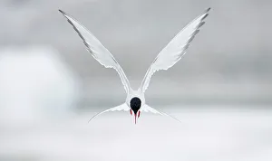 Images Dated 23rd June 2006: Arctic Tern (Sterna paradisaea) hovering in flight, June, Iceland. Magic Moments book plate
