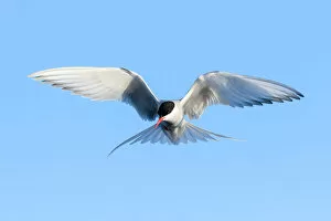 Images Dated 28th November 2016: Arctic tern (Sterna paradisaea) hovering above the ocean, Svalbard, Norway June