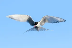 Arctic Tern Gallery: Arctic tern (Sterna paradisaea) hovering above the ocean, Svalbard, Norway June