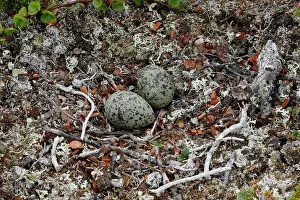 Elevated View Prints: Arctic tern (Sterna paradisaea) nest with eggs, Varanger, Norway. June