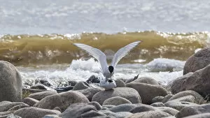 Images Dated 19th January 2021: Arctic tern (Sterna paradisaea) pair mating, on rocks on beach. Hailuoto, Finland. May