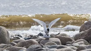 Arctic Tern Gallery: Arctic tern (Sterna paradisaea) pair mating, on rocks on beach. Hailuoto, Finland. May