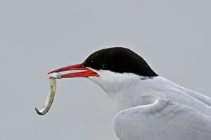 Images Dated 14th July 2011: Arctic Tern (Sterna paradisaea) with sand eel in beak. Farne Islands, Northumberland