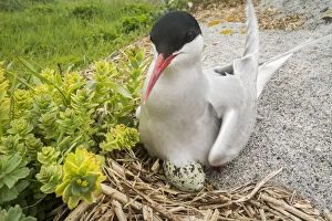 Arctic tern (Sterna paradisaea) sitting on egg, Machias Seal Island, Bay of Fundy
