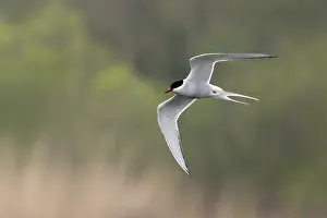 Sterninae Prints: Arctic tern (Sterna paradisaea) a summer migrant