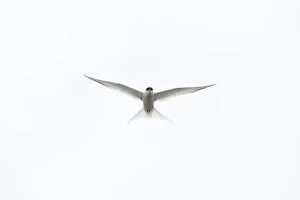 Images Dated 8th July 2011: Arctic Tern (Sterna paradisaea) against white sky, Farne Islands, Northumberland