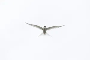 Images Dated 8th July 2011: Arctic Tern (Sterna paradisaea) against white sky, Farne Islands, Northumberland
