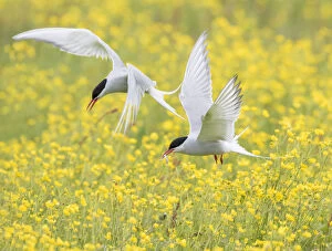 Images Dated 9th July 2018: Arctic terns (Sterna paradisaea), two in flight over nesting colony in field of buttercups