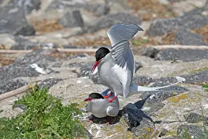 Sterninae Prints: Arctic terns (Sterna paradisaea) pair