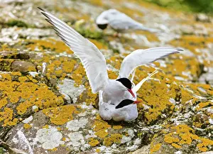 Reproduction Prints: Arctic terns (Sterna paradisaea) pair mating, Farne Islands, Northumberland, England, UK