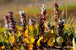 Images Dated 25th August 2010: Arctic willow (Salix arctica) flowering, Baffin Island, Nunavut, Canada, August