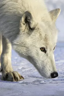 Images Dated 16th January 2007: Arctic wolf (Canis lupus arctos) walking on snow, captive