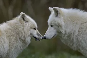 Affectionate Gallery: Arctic wolf (Canis lupus) male and female, captive