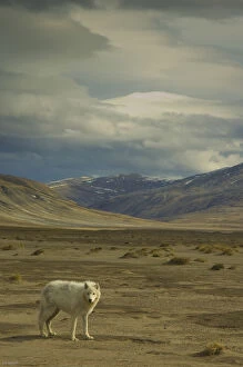 Images Dated 20th June 2008: Arctic wolf (Canis lupus) on tundra, Ellesmere Island, Nunavut, Canada, June 2008