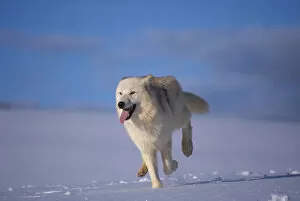 Arctic wolf running in snow {Canis lupus arctos} captive USA