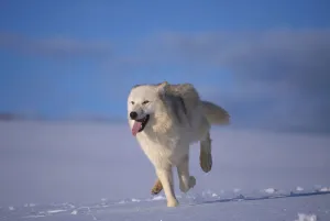 Action Gallery: Arctic wolf running in snow {Canis lupus arctos} captive USA