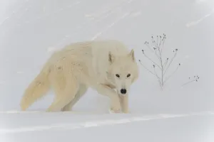 Wolf Prints: Arctic wolf in snow (Canis lupus arctos), Minnesota, USA. January. Controlled situation