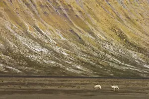 At Home in the Wild Gallery: Two Arctic wolves (Canis lupus) in tundra landscape, Ellesmere Island, Nunavut, Canada