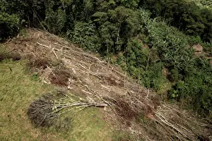 Environmental Issues Prints: Area of deforestation in the Buritaca valley
