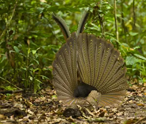 Malaysia Prints: Argus pheasant / Great argus (Argusianus argus) male displaying