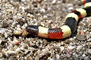 Squamata Prints: Arizona coral snake (Micruroides euryxanthus) portrait, Arizona, USA. September