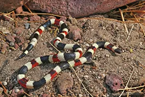 Squamata Prints: Arizona coral snake (Micruroides euryxanthus) portrait, Arizona, USA. October