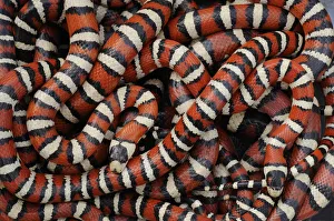 Catalogue3 Prints: Arizona mountain kingsnakes (Lampropeltis pyromelana) Found in Chiricahua mountains