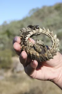 Armadillo girdled lizard (Cordylus cataphractus) coiled up in defensive posture in