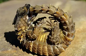 Armadillo Lizard (Cordylus cataphractus) biting its own tail while trying to