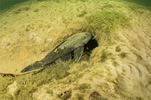 Riverbeds Prints: Armored catfish (Loricariidae) on riverbed, Paraguay River, Pantanal, Brazil