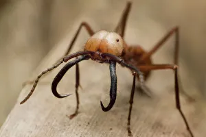Forests in Our World Gallery: Army ant (Eciton burchellii) major soldier, Parque da Onca Parda Private Reserve, Sao Paulo