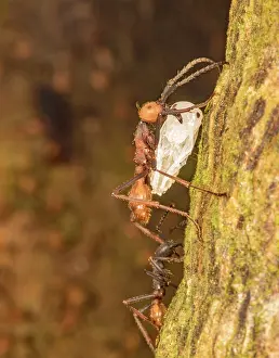 Pupae Prints: Army ant (Eciton burchellii) submajor carrying insect pupa prey