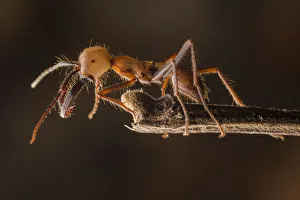 Hymenopterans Prints: Army ant (Eciton sp. ) soldier, Costa Rica. February 2015