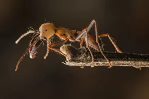 Hymenopterans Gallery: Army ant (Eciton sp.) soldier, Costa Rica. February 2015