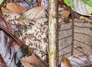 Busy Prints: Army ants (Eciton burchellii) larva cache