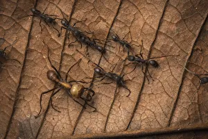 Hymenopterans Prints: Army ants (Eciton sp. ) Costa Rica. February 2015