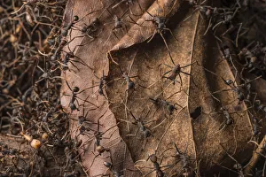 Images Dated 2015 February: 25 Feb 2015 Collection