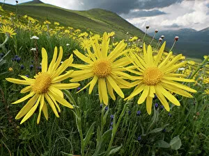 Mountain Gallery: Arnica (Arnica montana) in flower on mountainside, Sibillini, Umbria, Italy. May